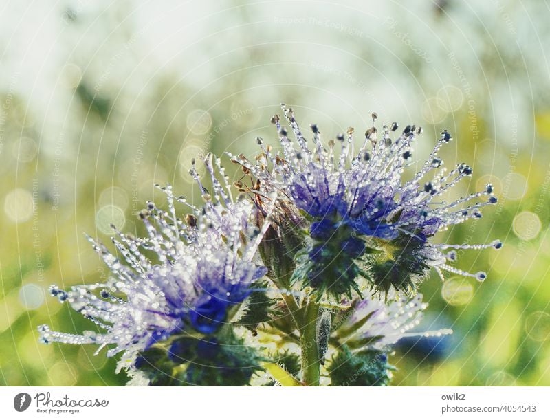 Iridescent Flower Blossom Nature Delicate Blossoming Morning Environment Contrast Long shot Sunlight Detail Deserted Copy Space top Close-up Exterior shot