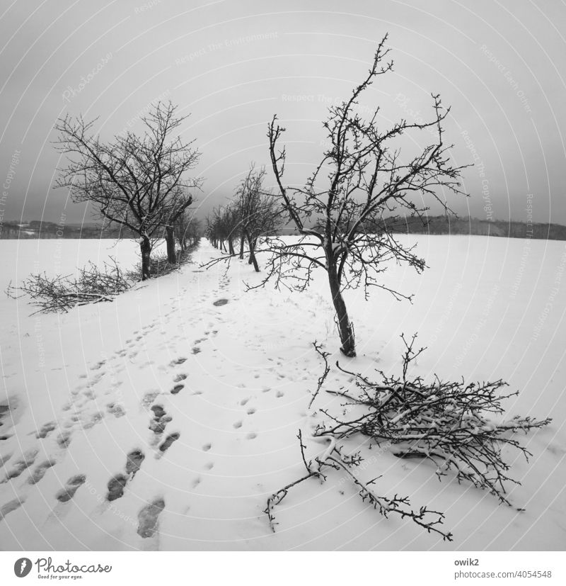 Away, Expanse, Winter Snow Exterior shot Cold Tree Nature Environment Branch Sky Mysterious Peaceful Idyll Landscape silent Horizon Branches and twigs