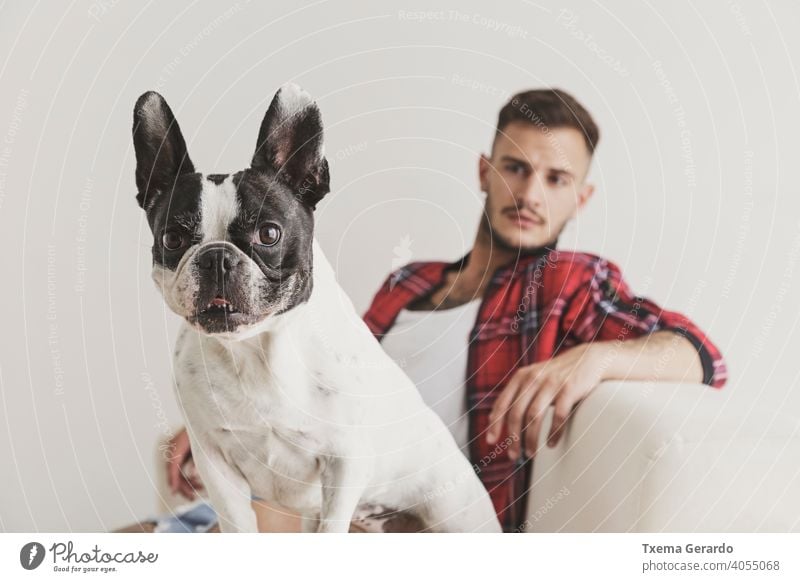 Foreground of French Bulldog dog sitting on a sofa with his friend in the background french bulldog boy piercing pierced hat earrings shirt hipster beard pet