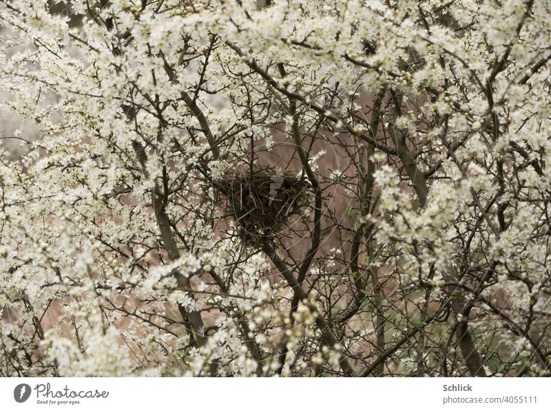 Love nest bird nest in spring with many flowers of blackthorn Spring love's nest bird's nest Nest blossoms Many Blackthorn Uninhabited Empty April Season Nature