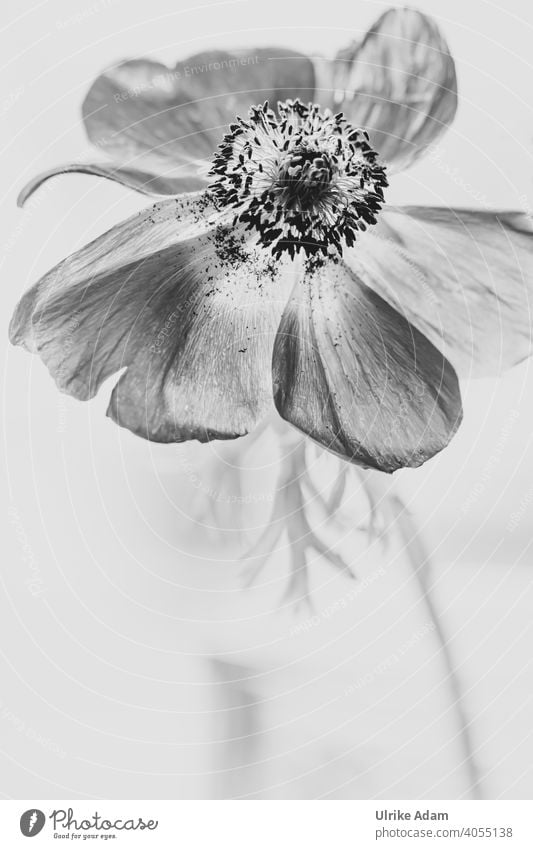 Flower of anemone in black and white Delicate Anemone coronaria Crown Anemone Elegant Design Wellness Harmonious Contentment Relaxation Meditation Calm Spa