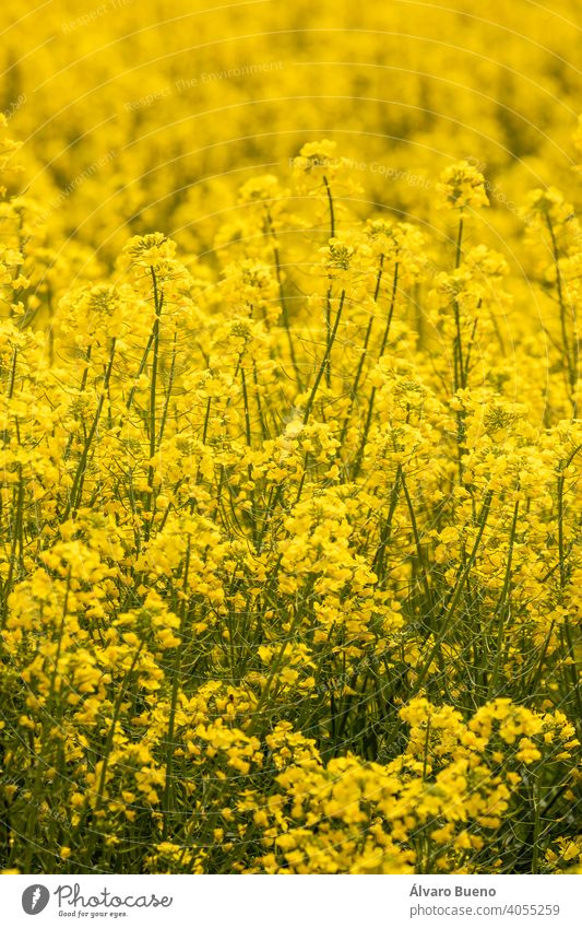 Yellow rapeseed flowers in a cultivated field, Aragon, Spain. yellow color fields agriculture cultivation monoculture plant Brassica napus Brassicaceae canola