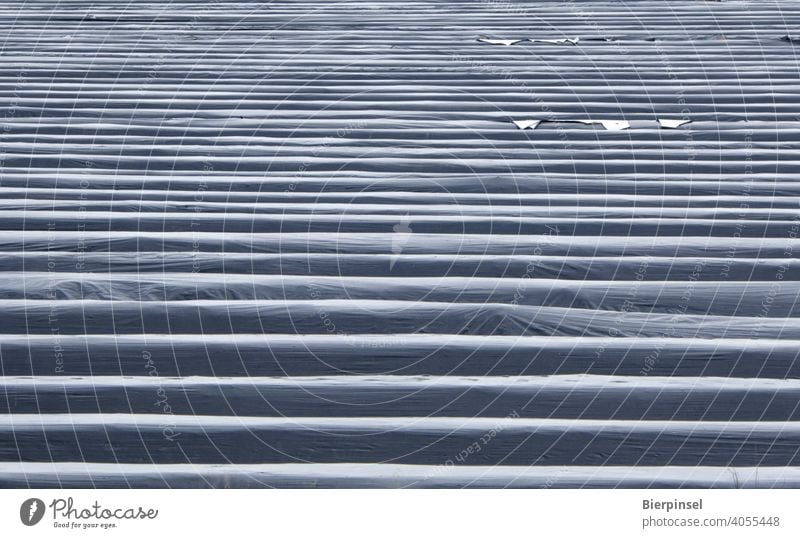 Foil over an asparagus field near Großbeeren (Brandenburg) Covers (Construction) Agriculture fine vegetables Field Packing film Spring Vegetable