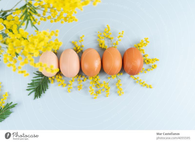Eggs of different shades on blue background with yellow flowers decoration on blue background. Copy space. file eggs mimosa mimosa flowers copy space top view