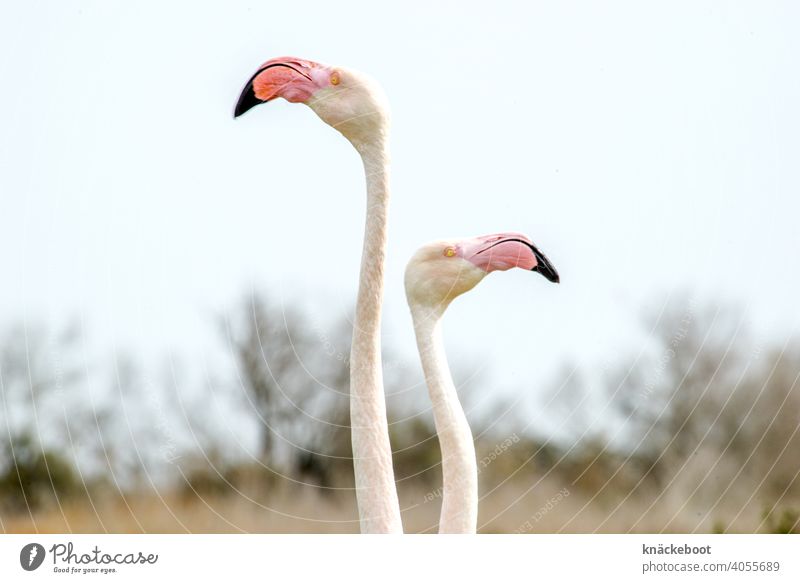 two flamingos Camargue Exterior shot Southern France Colour photo Landscape Bird Beak Wild animal Animal Nature Animal portrait