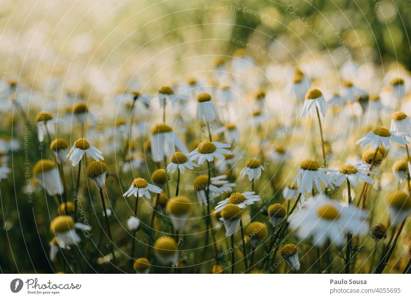 Close up wild daisies Wild plant Daisy Spring Spring fever Spring flower Flower Nature Plant Garden Blossoming Colour photo Yellow Summer Meadow Grass