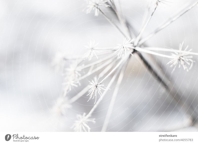 Frosty detail of a withered plant in winter Winter Plant Shriveled dead Cold Ice White Nature Snow Exterior shot Environment Frozen Colour photo Detail Close-up