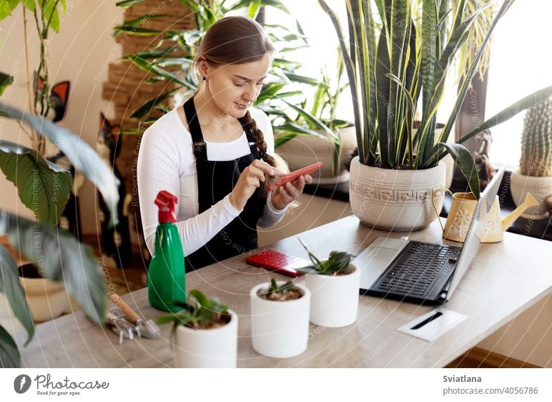 A florist girl uses her phone to take orders online at a flower shop. laptop young female using portrait business plant green fresh happy owner store occupation