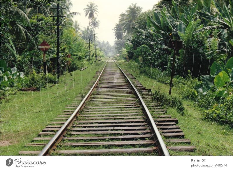 One-way through the jungle Sri Lanka Railroad tracks One-way street Virgin forest Palm tree Vacation & Travel Green Sky