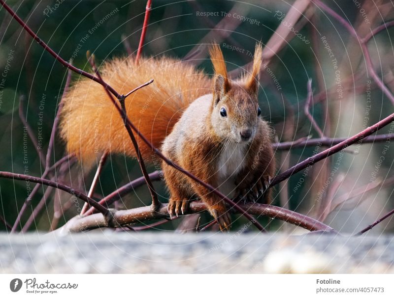 Do you have a nut for me? The sweet red squirrel asks himself on the branches of a bush. Squirrel Animal Nature Cute Wild animal Colour photo Exterior shot 1
