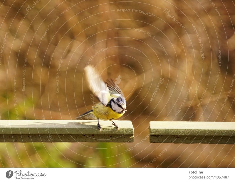 The little blue tit flutters off, because there was fresh food just now Nature Sky Bird Exterior shot Wild animal Colour photo Animal Deserted Freedom