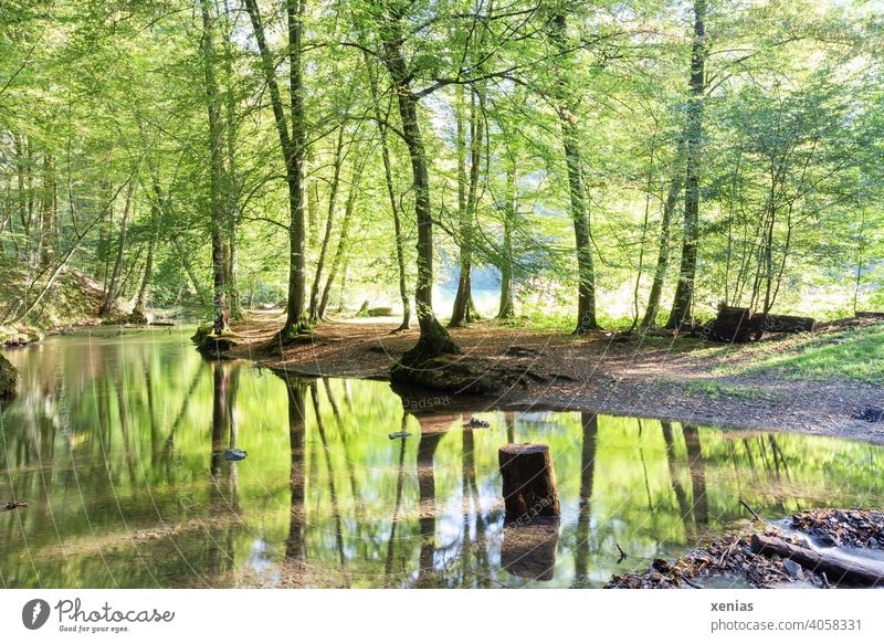 A stream flows leisurely through the forest and is lined by fresh green trees that are reflected in the water Brook Forest Spring Green log reflection