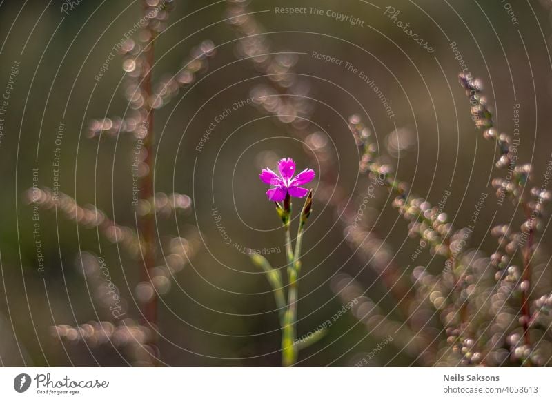 small violet meadow flower, nice bokeh of grass in background summer spring nature plant garden blossom blossoming green rings serene center pink violet flower