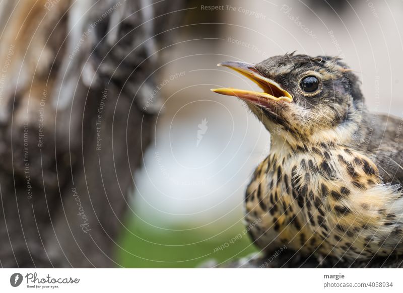 A little thrush sits in the tree and warbles a song songbird Bird Animal Exterior shot Animal portrait Shallow depth of field Colour photo Wild animal Deserted