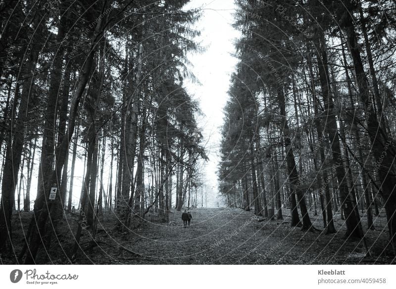 Together along the path - Two walkers walking along a wide forest path towards the fog - black and white image Black & white photo To go for a walk Promenade