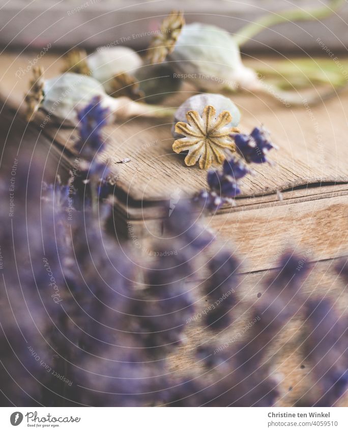Dried poppy pods lie on an old wooden box. In the foreground blurred lavender flowers can be seen poppy seed capsules Dry Shriveled Faded Lavender Wooden box