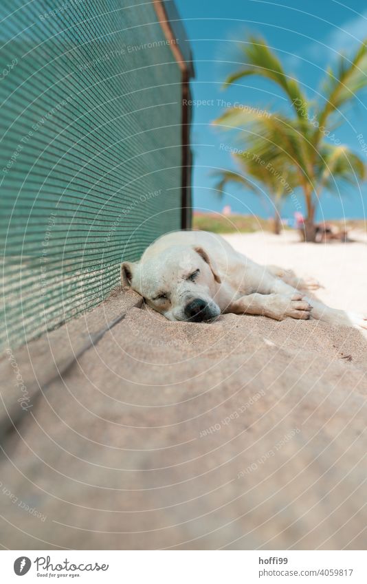 The dog sleeps in the shade on the beach Dog Sleep Indifferent Summer ardor Palm beach Palm tree rest Rest Relaxation doze Lie Calm Contentment Animal Dream
