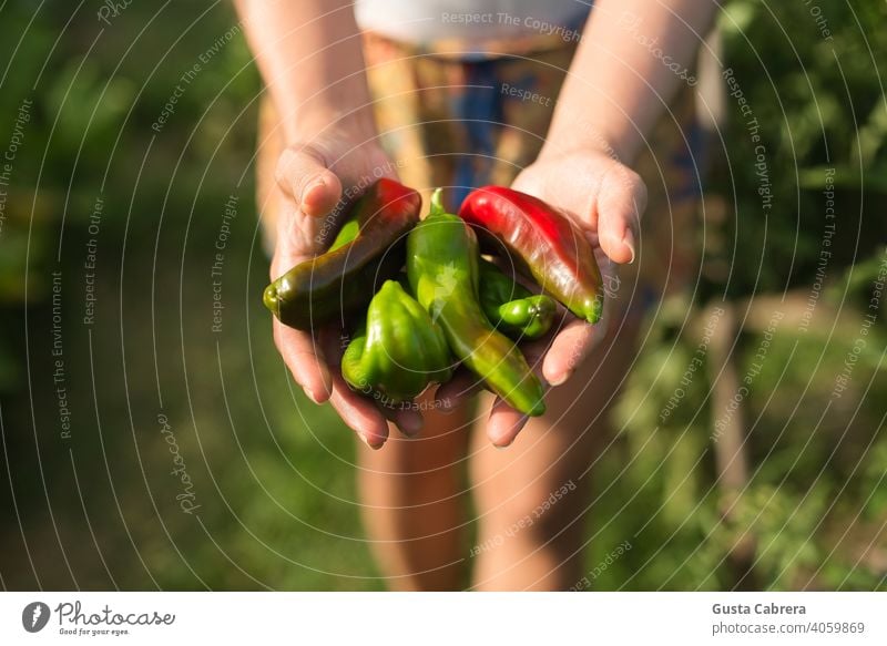 Hands show the harvest of seasonal organic peppers. agriculture background crop farm field food fresh garden gardening green grow growing growth healthy leaf