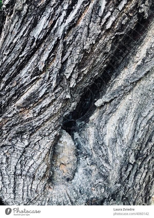 The hole in the tree Environment Consistency color photograph Exterior shot Wood effect wood pattern Pattern rough wooden Close-up Detail natural old
