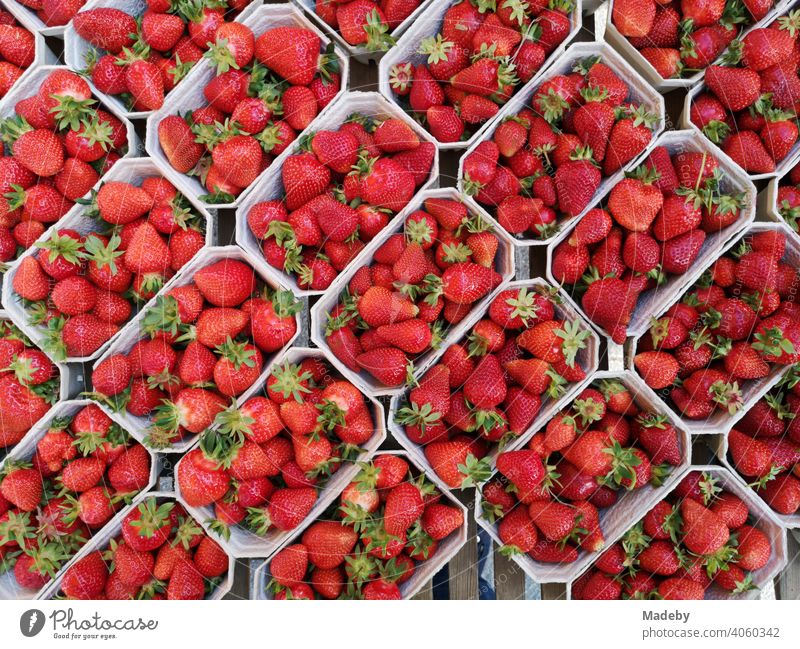 Fresh red strawberries in plastic trays at the weekly market at the Bockenheimer Warte in Frankfurt am Main Bockenheim in Hesse Strawberry strawberry Fruit