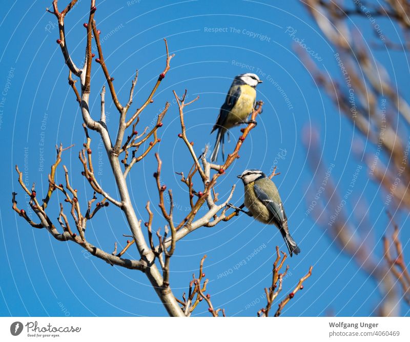 Two bluetit sit on a tree at spring in Jena urban ornithology habitat nature outdoor thuringia background journal newspaper