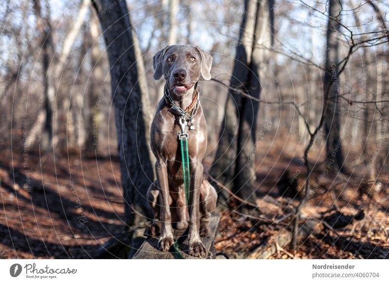 Weimaraner hunting dog in the forest Dog Hound Pet pointing dog Animal pretty young dog Smart observantly portrait Purebred Hunting Forest dog portrait youthful