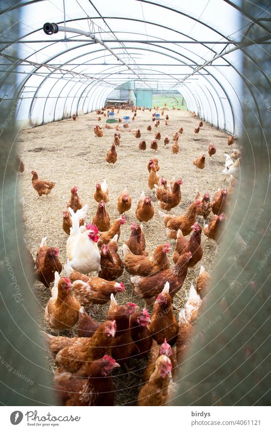 Laying hens with plenty of space in a foil greenhouse. Free-range husbandry becomes floor husbandry, preventive against bird flu, avian influenza