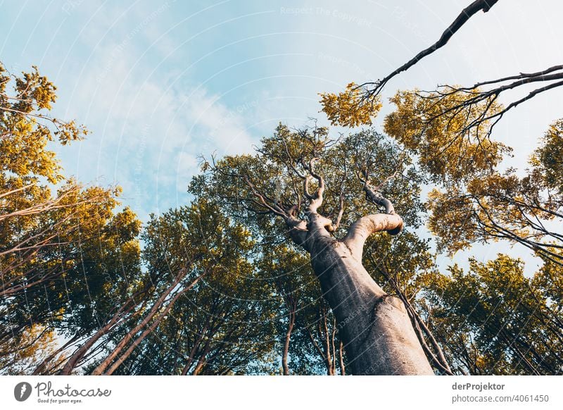 Ghost forest in Nienhagen in spring with a view into the treetops VI Looking portrait Central perspective Deep depth of field Sunset Sunbeam Sunlight Silhouette