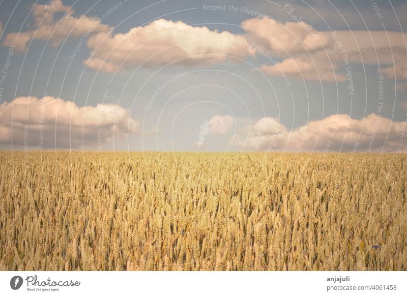 Wheat field close-up Cornfield Sky Blue complete Landscape Grain Field Agriculture Nature Wheatfield Ear of corn Grain field Barley Nutrition Agricultural crop