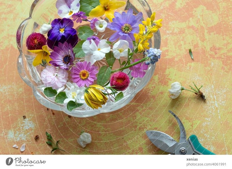 Spring flowers were cut with garden shears to let them float decoratively in a round glass bowl standing on a yellowish table spring flowers blossoms Claw shell