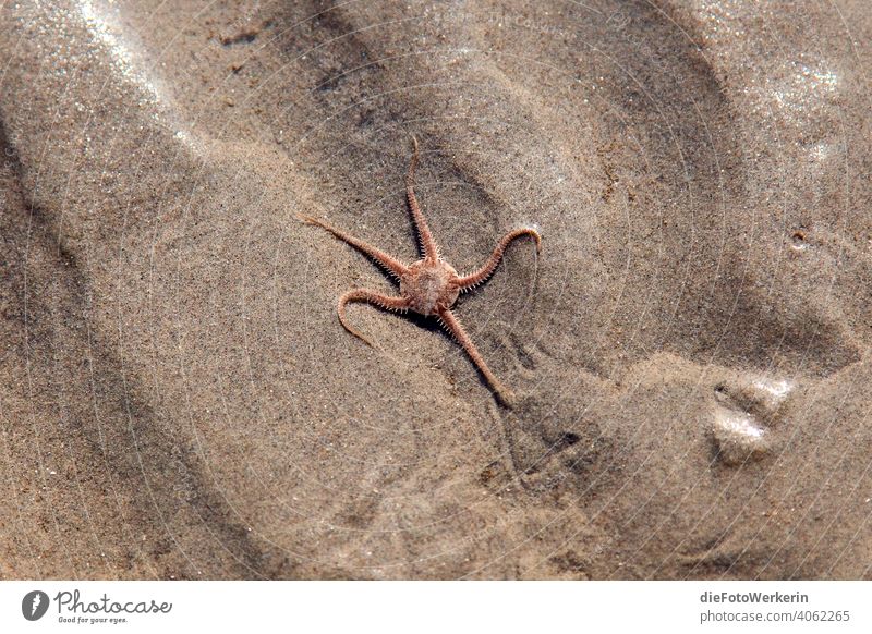starfish out Europe Body of water Landscape Ocean Nature Netherlands travel Sand Lake Beach Water Mud flats Brown Gray Vacation & Travel Exterior shot Sky