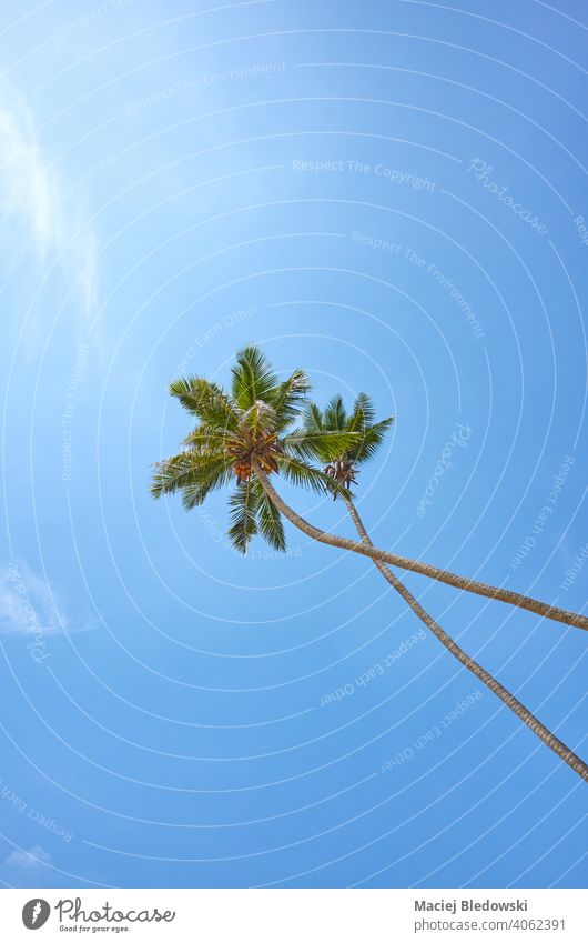 Looking up at coconut palm trees against the blue sky. summer paradise nature tropical travel look up getaway idyllic sun vacation scenic holiday relax