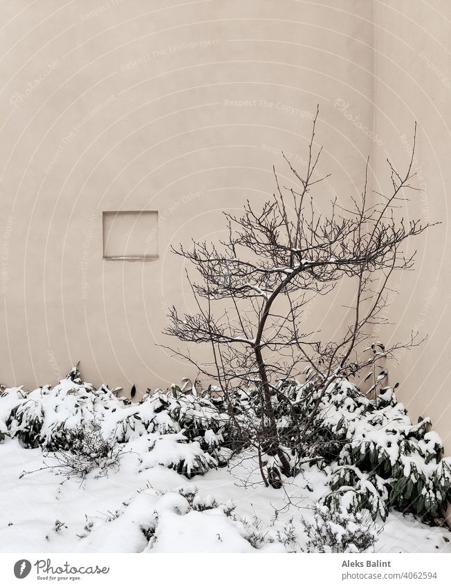 Shrub with snow in front of a house wall shrub Snow Winter Deserted Exterior shot Copy Space Plant tranquillity