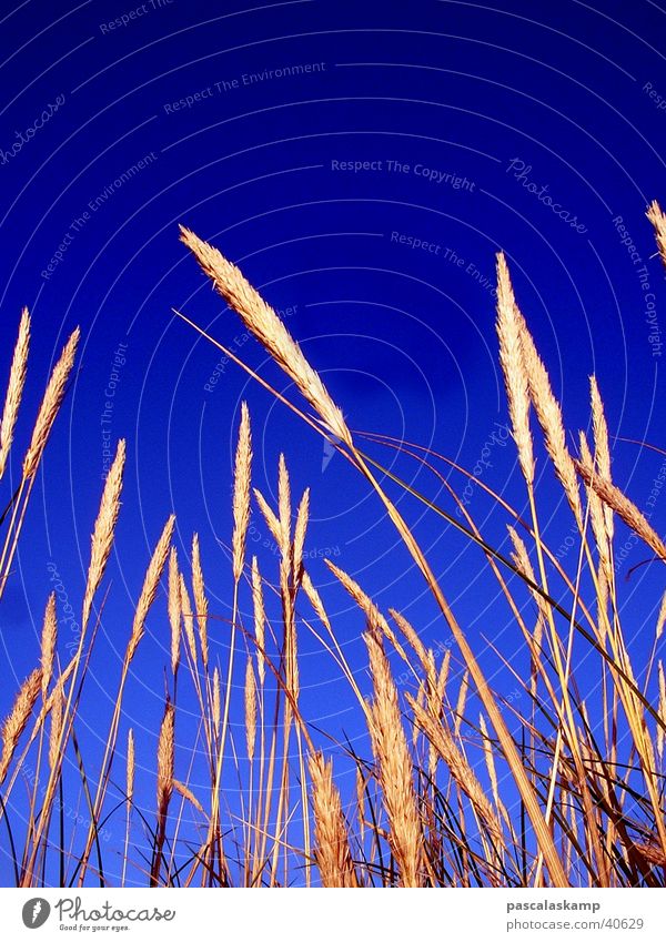 blue Common Reed Sky Contrast Blue Denmark Beautiful weather