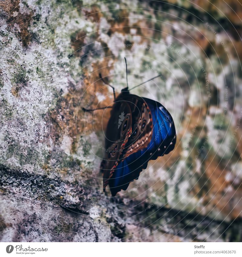 Blue morpho butterfly on an old wall Butterfly Noble butterfly butterflies Break Wall (barrier) Rest Eye-catcher brick wall butterfly wings Grand piano