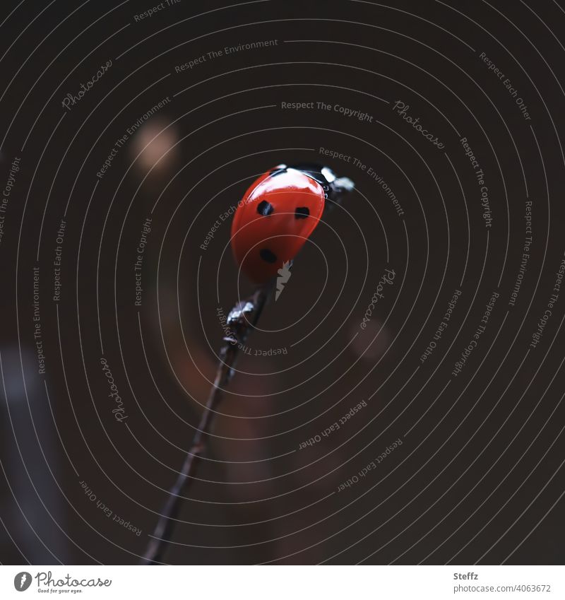 back on top! Ladybird lucky beetle Good luck charm Beetle symbol of luck Happy height symbolic Above Success Point successful Top Target Tall Reach achievement