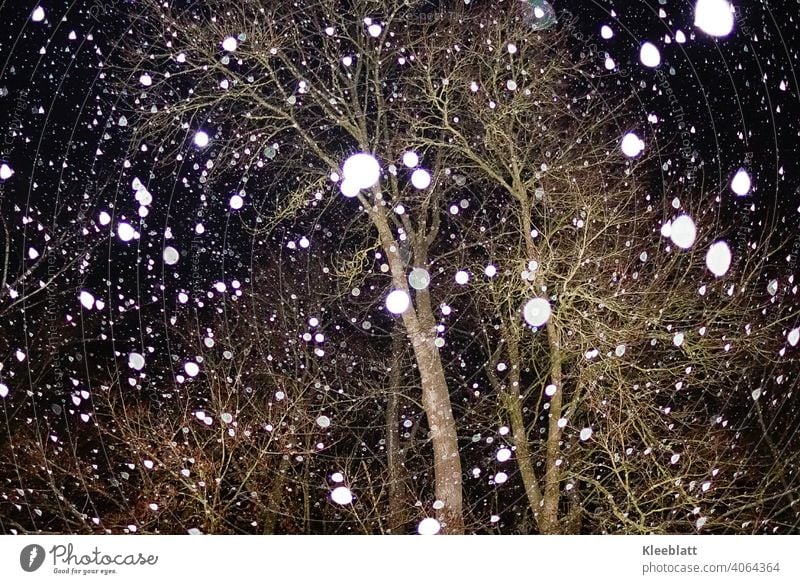 Flashed snowflakes on a cold night Snowflake Snowfall Winter Cold Frost Night Flash photo Tree Light Deserted Night sky Black White Climate Environment Contrast