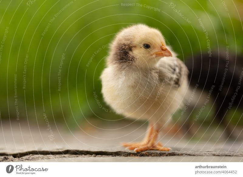 Little yellow chick in nature at easter Baby Spring Grass Chick Life young generation Nature Easter animals Meadow Cute Exterior shot Bird Animal Small Close-up