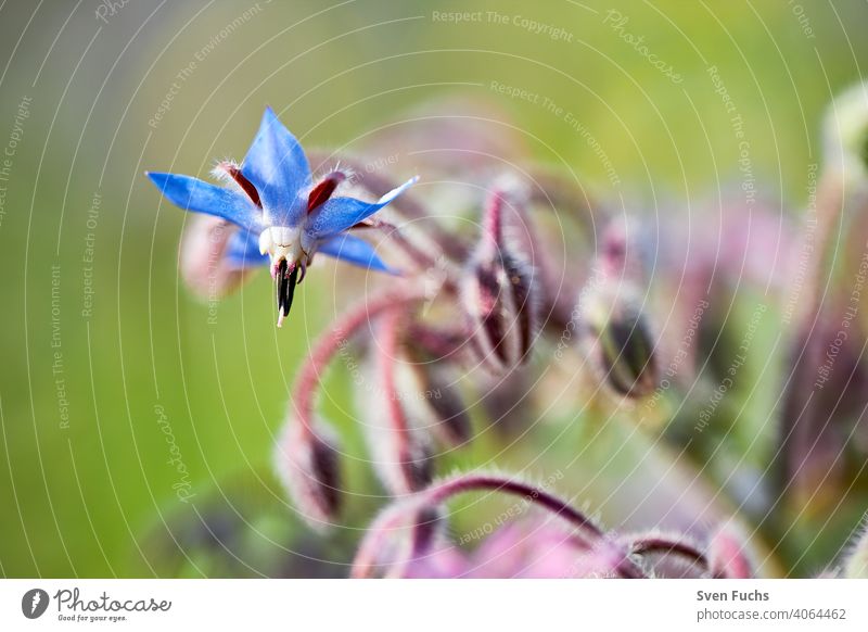 A blue borage (Borago officinalis) involler flower. Next to it others, whose flower is still closed Borage Cucumber herb cukum herb borago officinalis