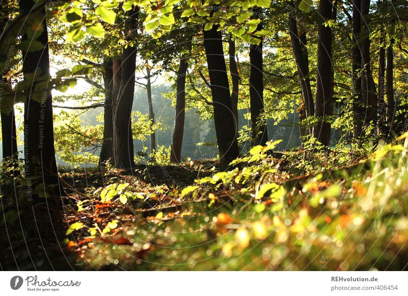 "I spend more time in the woods than a squirrel!" Environment Nature Plant Tree Bushes Forest Natural Green Hope Sustainability Wood Deciduous forest Relaxation