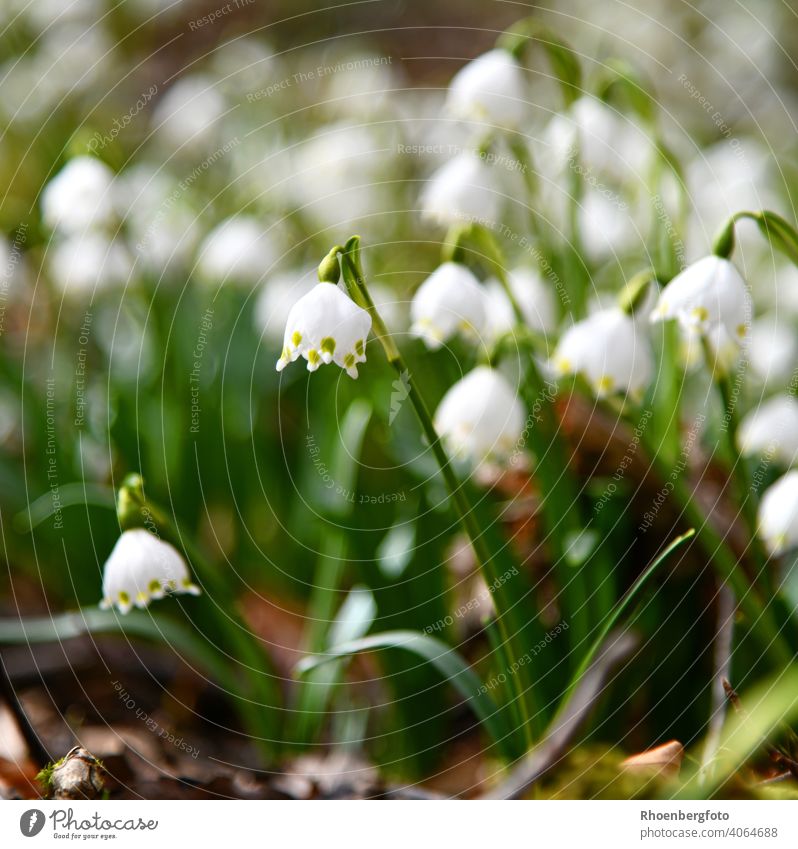 blooming spring knot flowers in a mixed deciduous forest knotweed Flower Spring snowflake Forest Nature Landscape White Ground Woodground Snowdrop