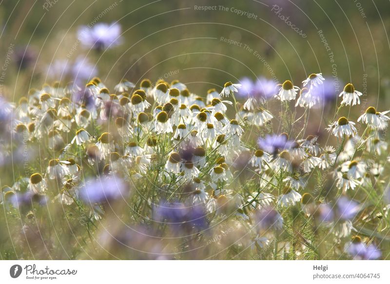 a little bit of summer - camomile blossoms and cornflowers against the light in a cornfield Flower Blossom Chamomile Camomile blossom Cornfield Summer