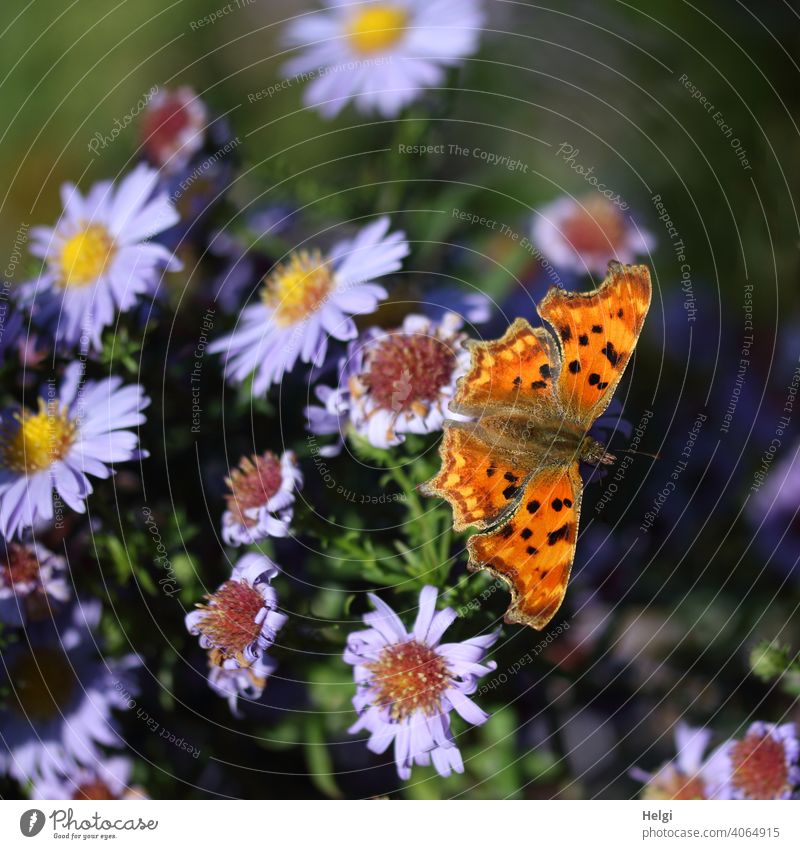 C butterfly (Polygonia c-album) on purple autumn asters Butterfly butterflies Comma Noble butterfly Insect spotted butterfly Flower Blossom Aster Blossoming