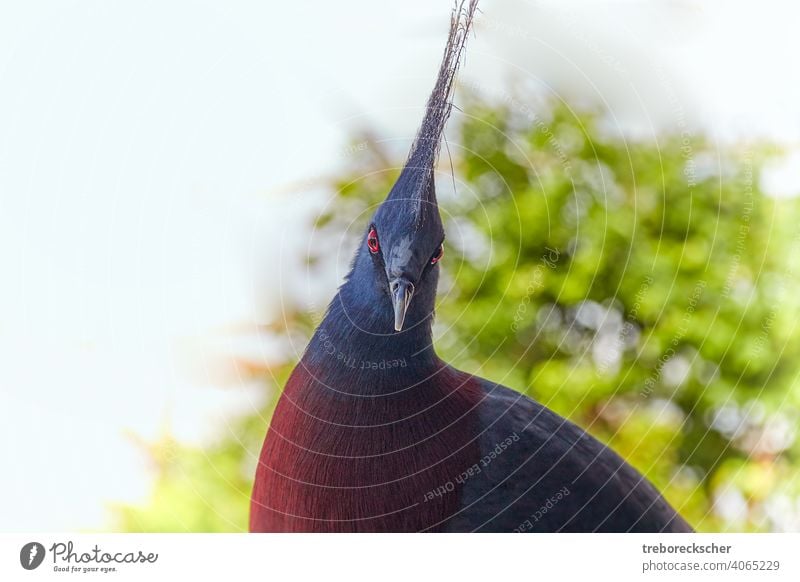 Victoria crowned pigeon, the bird looks into the camera with its red black eyes wildlife blue tropical victoria head beautiful exotic goura beak avian crest