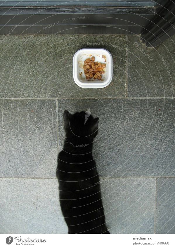 eat me! Cat Black Feed To feed Stone slab Black cat Appetite creep up Food bowl