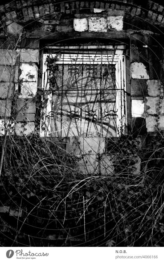 Barred window with bushes in black and white Black & white photo black-and-white Window barred windows Exterior shot Facade Deserted Building undergrowth