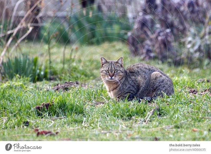 Tabby cat lying in grass with bushes in background Cat Pelt Animal Domestic cat Pet Observe Watchfulness reclining Grass Colour photo Garden Exterior shot