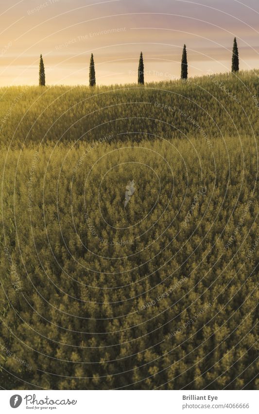 View of a mediterranean row of cypresses behind a high grass field in the evening sunlight Field travel Areas Plant idyllically country Calm loosen up Row