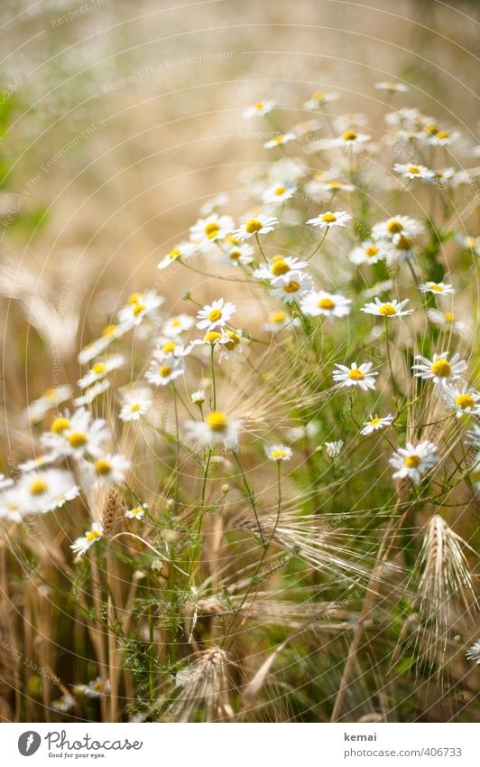 In the field, in summer Environment Nature Plant Sunlight Summer Beautiful weather Flower Blossom Agricultural crop Barley Field Camomile blossom Chamomile
