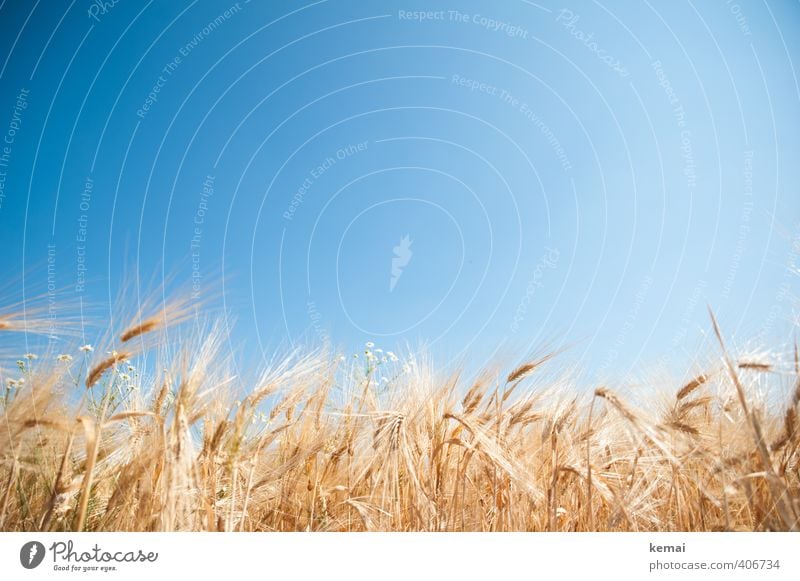 fields of gold Environment Nature Cloudless sky Sunlight Summer Beautiful weather Warmth Plant Agricultural crop Barley Barleyfield brewer's barley Field Growth